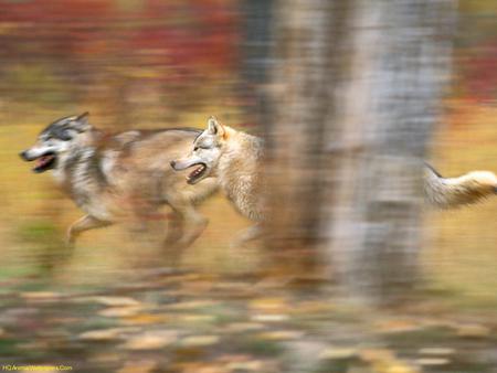 wolfs running - wolfs, awesome, buds, run