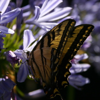 Tiger Swallowtail