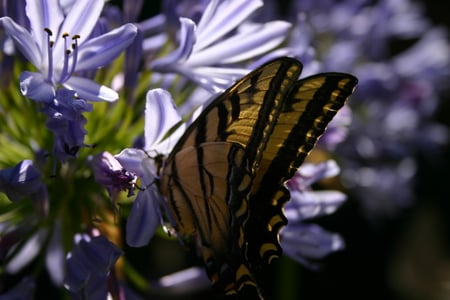 Tiger Swallowtail - flowers, spring, purple, butterflies