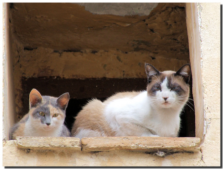 Cat Siesta - tortoiseshell, cats, window, lazing, spain