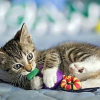 Sweet tabby with toys