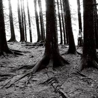 black metal forest