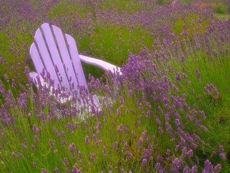 Chair in Lavendar Field - purple, flowers, field, blooms, lavendar, chair, green