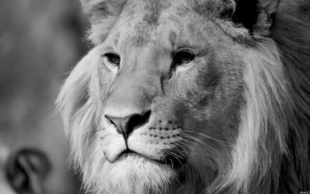 lion - of, king, lion