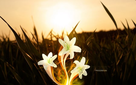 Flower - photo, flower, digital, nature