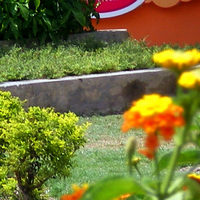 Red and orange flowers