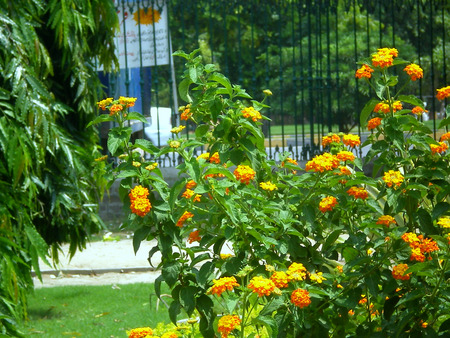 Flowering - flowering, nature, flowers