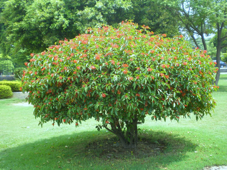 Flowering tree - nature, flowering tree, flowers