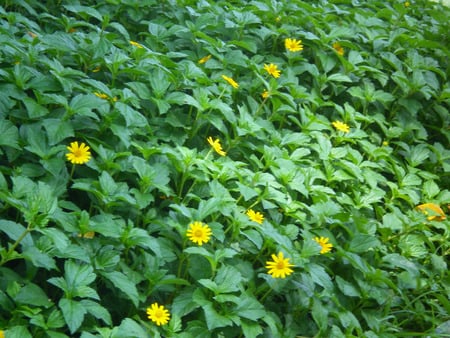 Tiny flowers - nature, tiny, flowers