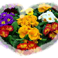 Flowers heart