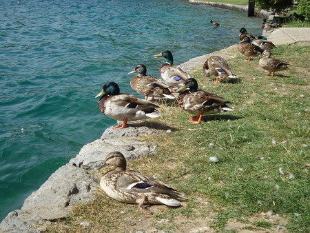 ducks on lake bled - lake bled, ducks, animals, gallery