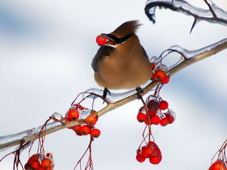 Bird - bird, fruts, red, tree