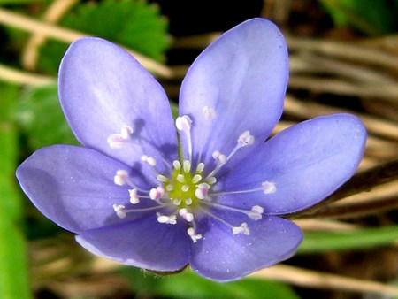 blue - macro, rural, blue, flower