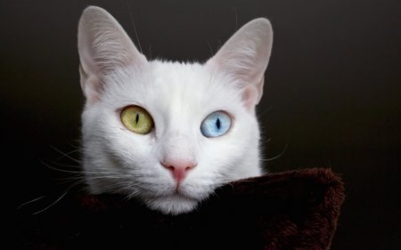 Amazing kitten eyes - cat, white, eye, kitten