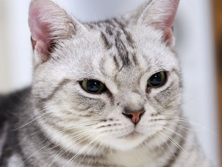 Sweet american shorthair cat - cat, animal, sweet, american shorthair, kitten