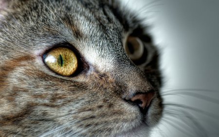 Attentive listener - cat, eye, attentive, kitten