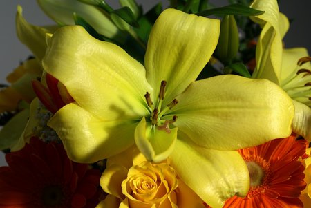 Green lillium - nature, lillium, life, flower