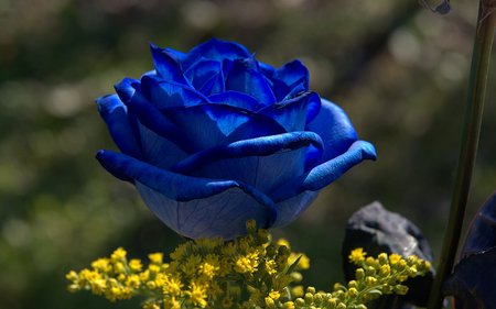 Blue rose - beautiful, nature, rose, blue