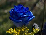 Blue rose