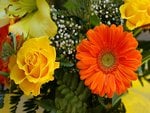 Yellow rose and orange gerber