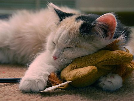 Cat sleeping - sleep, kitten, sweet, cat