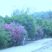 Flowers wall