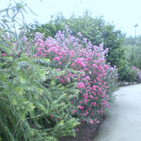 Flowers wall