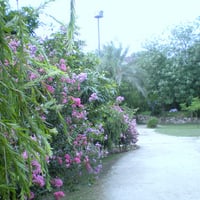 Flowers wall