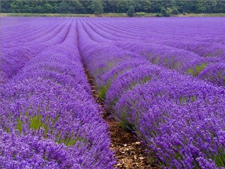 Lavender Fields - purple, flowers, lavender fields, lavender