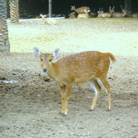 Spotted deer