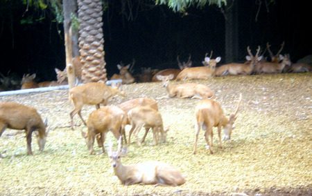 Spotted deers - spotted deer, animals, deer