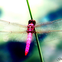 Purple Dragonfly