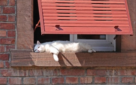 Dreaming-cat - house, window, shade, dreaming, cat