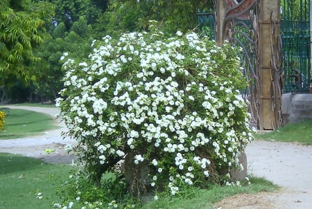 Flowering plant - nature, flowers, flowering plant