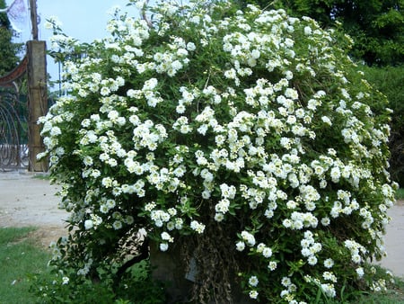 Flowering plant - nature, flowers, flowering plant