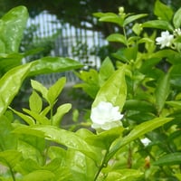 Jasmine flowers