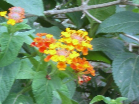 Red and yellow - flowers, red and yellow, nature