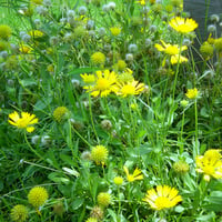 Yellow Flowers