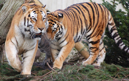 Mates - pair, tigers, forest, animals