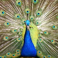 Peacock