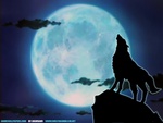 howl at the moon