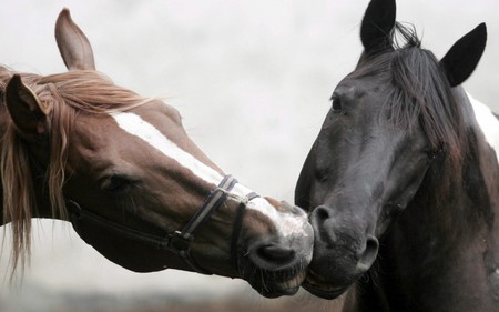 Just Love - nose to nose, gentle, horses, greetings