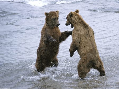 Bear Boxing - fighting, river, grizzly, territorial, nears