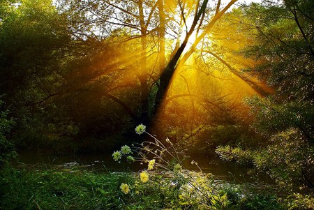 Finding the light - forest, sunlight, rays, flowers, trees