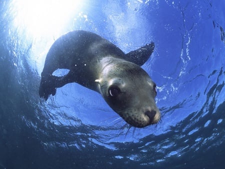 California Sea Lion - at home, powerful, sea lion, swimming