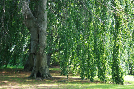 Tree Almighty - tree, willow tree, nature, green