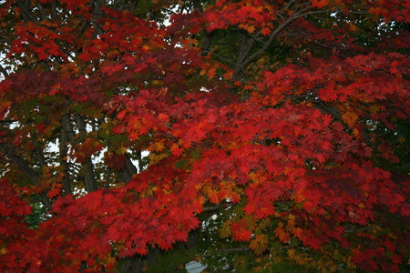 The Red Tree - tree, autumn, trees, red