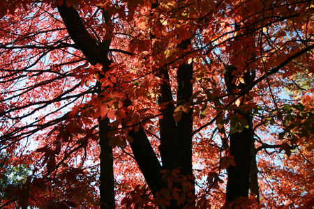 Shades In The Sky - leaves, leaf, sky, trees