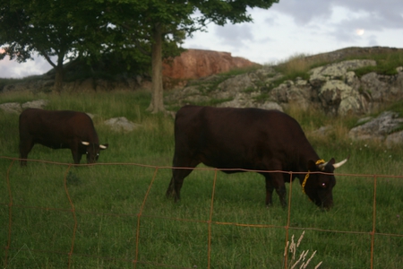 COWS - animals, cows, bull, pasture