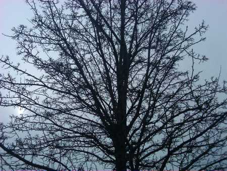 The Bare Tree - winter, night, tree, trees